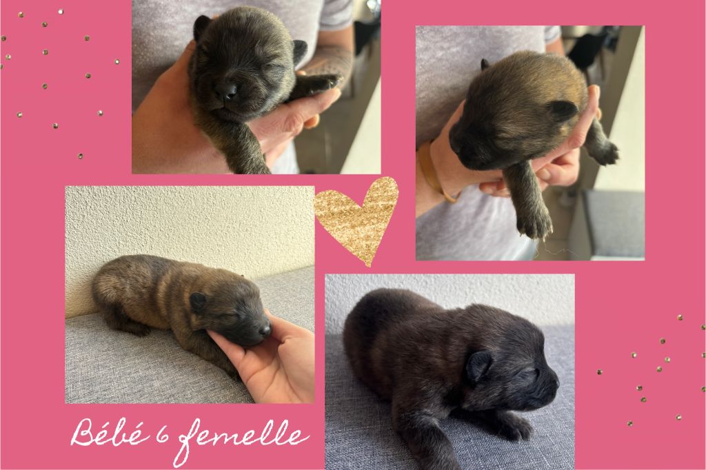 Annabelle Meyer - Chiot disponible  - Eurasier