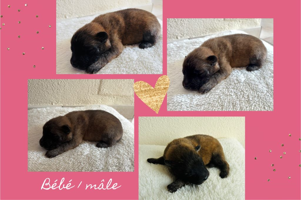 Annabelle Meyer - Chiot disponible  - Eurasier