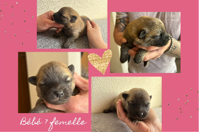 Annabelle Meyer - Eurasier - Portée née le 17/01/2025