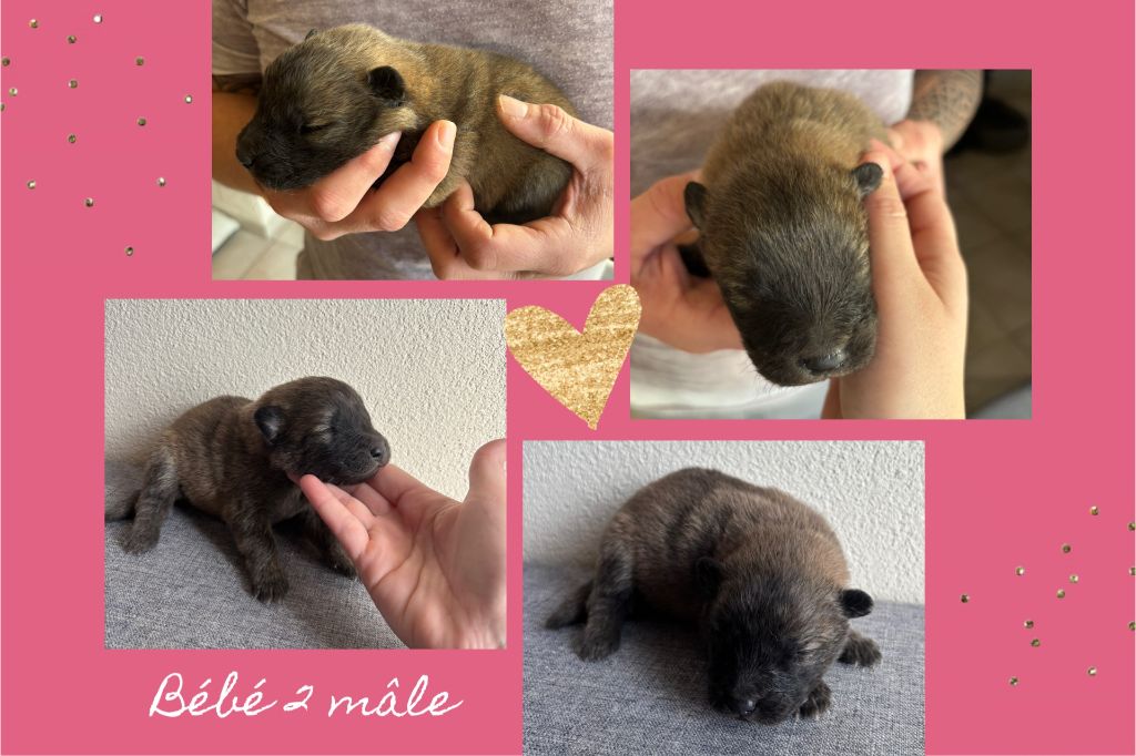 Annabelle Meyer - Chiot disponible  - Eurasier