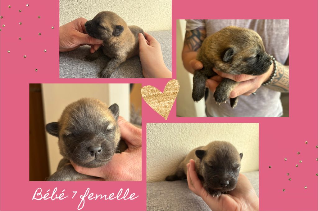Annabelle Meyer - Eurasier - Portée née le 17/01/2025