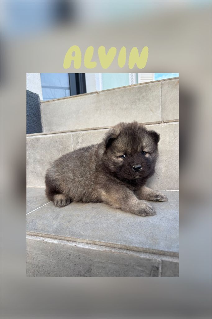 Annabelle Meyer - Eurasier - Portée née le 17/01/2025